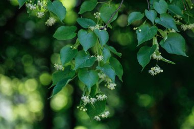 Tilia cordata (küçük yapraklı kireç, zaman zaman littleleaf ıhlamur veya küçük yapraklı ıhlamur)