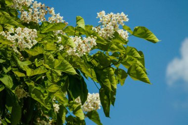 Katalpa ağacı. Katalpa ağacı bloom, Europe