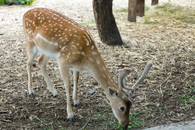 alageyik (dama dama) 
