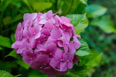 Bahçe içinde güzel pembe hydranges