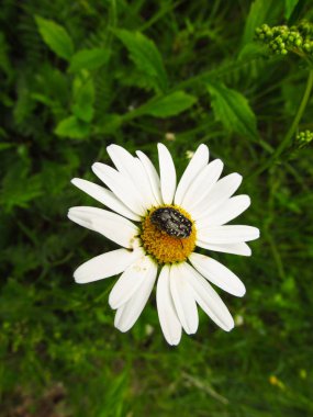 Papatya üzerinde oxythyrea funesta