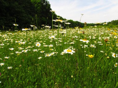 Mavi gökyüzü arka planında beyaz papatyalar