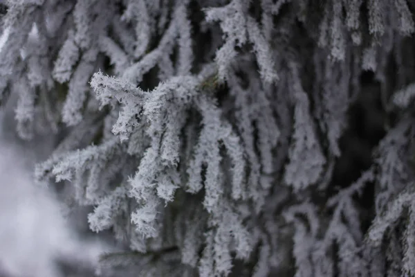 Ramo Congelado Branco Bonito — Fotografia de Stock