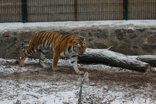 Junger Amur Tiger Zoo Cherkasy Ukraine — Stockfoto