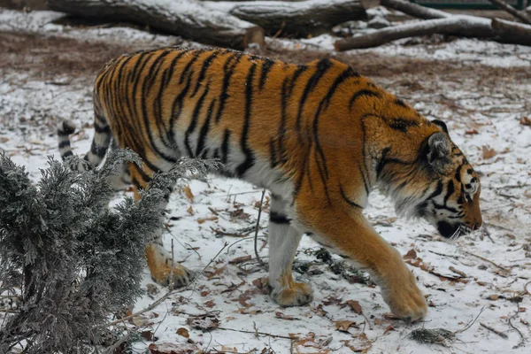 Молодий Амурський Тигр Зоопарку Черкаси — стокове фото