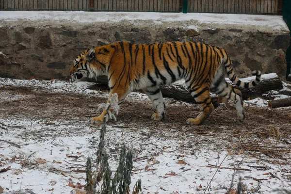 Joven Tigre Amur Zoológico Cherkasy Ucrania —  Fotos de Stock