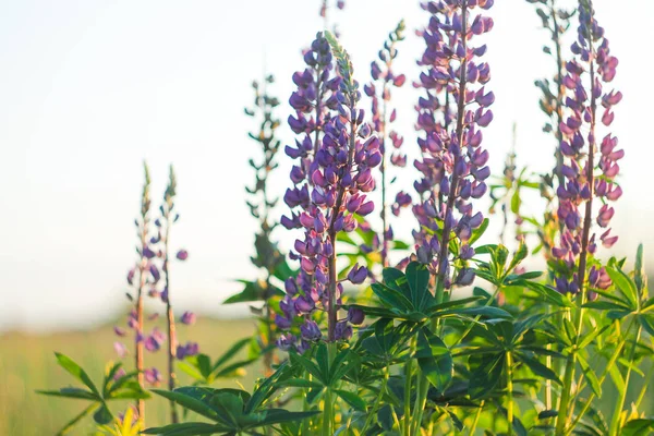 Lupinus Communément Appelé Lupin Lupin — Photo