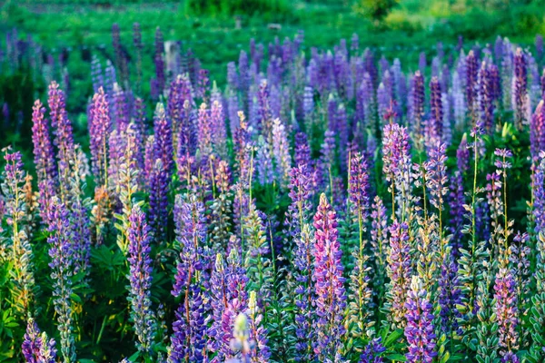 Campo Lupinus Vulgarmente Conhecido Como Tremoço Tremoço — Fotografia de Stock