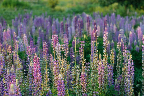 Lupinus Alanı Yaygın Bakla Veya Bakla Olarak Bilinen — Stok fotoğraf