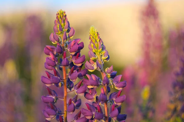 Красивый Фиолетовый Цветок Люпина — стоковое фото