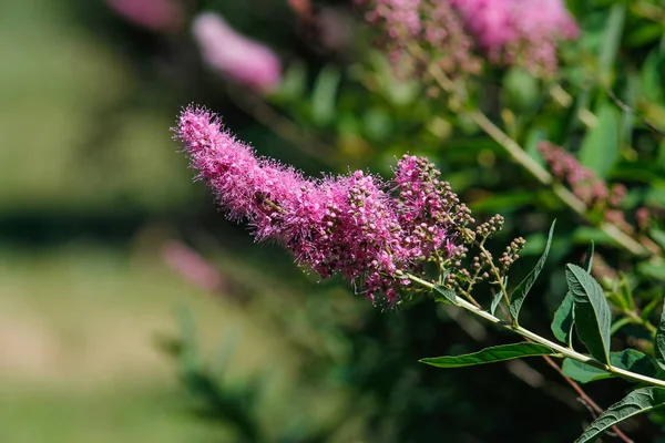 Güzel Dekoratif Pembe Çiçek Spike Buddleja Veya Buddleia — Stok fotoğraf