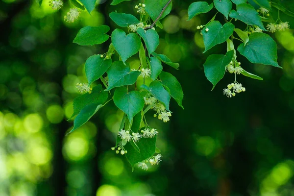 Tilia cordata (küçük yapraklı kireç, zaman zaman littleleaf ıhlamur veya küçük yapraklı ıhlamur)