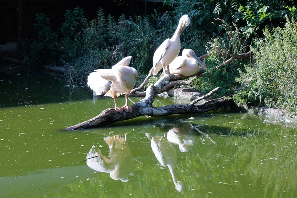 Der Große Weiße Pelikan Pelecanus Onocrotalus Auch Als Östlicher Weißpelikan — Stockfoto