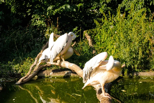 Büyük Beyaz Pelikan Pelecanus Onocrotalus Aynı Zamanda Doğu Beyaz Pelikan — Stok fotoğraf