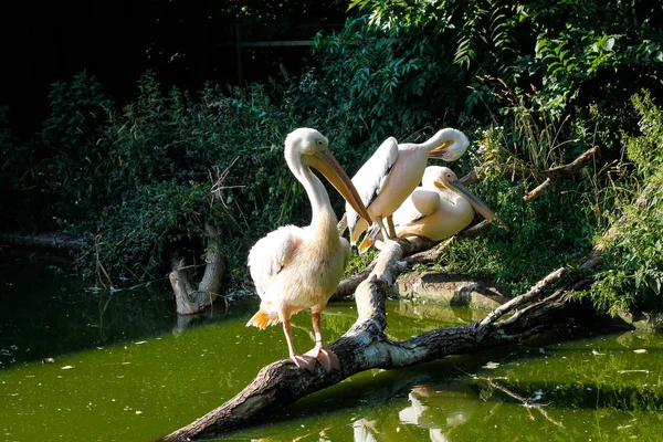 Der Große Weiße Pelikan Pelecanus Onocrotalus Auch Als Östlicher Weißpelikan — Stockfoto