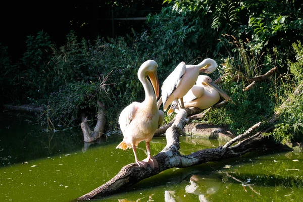 Великий Білий Пелікан Pelecanus Onocrotalus Також Відомий Східний Білий Пелікан — стокове фото