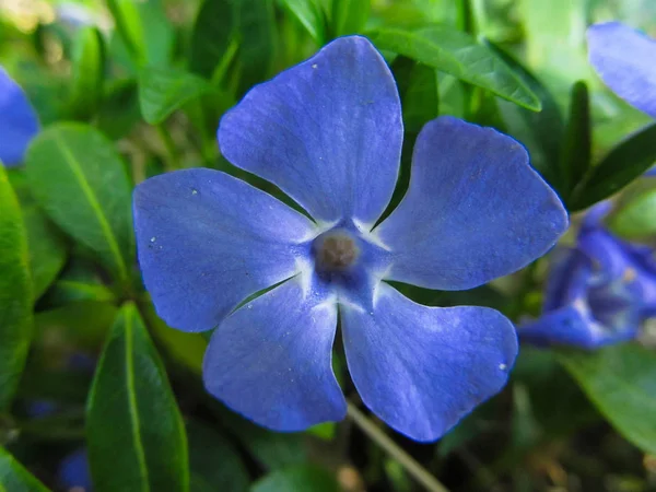 ツルニチニチソウの花 美しい青ツルニチニチソウの花 — ストック写真
