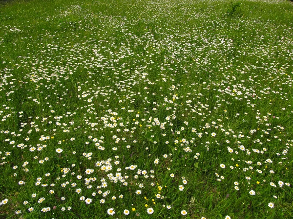 Amomile 四十雀デイジー牧草地の背景 — ストック写真
