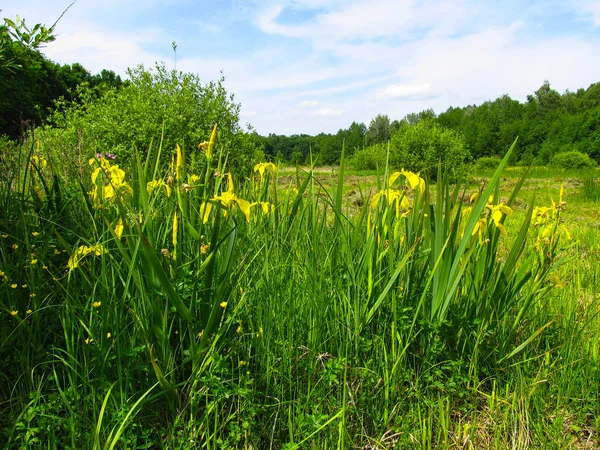 Iris pseudacorus (yellow flag, yellow iris, water flag). Iris pseudacorus on the Forest Glade. Yellow iris on the glade