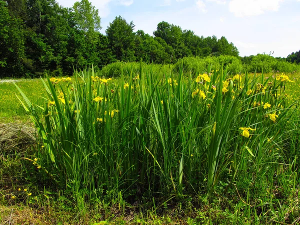 Iris pseudacorus (yellow flag, yellow iris, water flag). Iris pseudacorus on the Forest Glade. Yellow iris on the glade