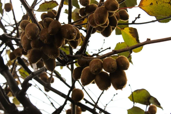 Kiwi Fruit Hanging Tree Georgia — Stock Photo, Image