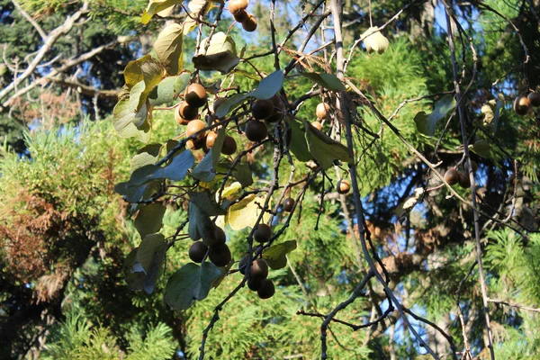 ジョージアでは 木からぶら下がっているキウイ フルーツ — ストック写真