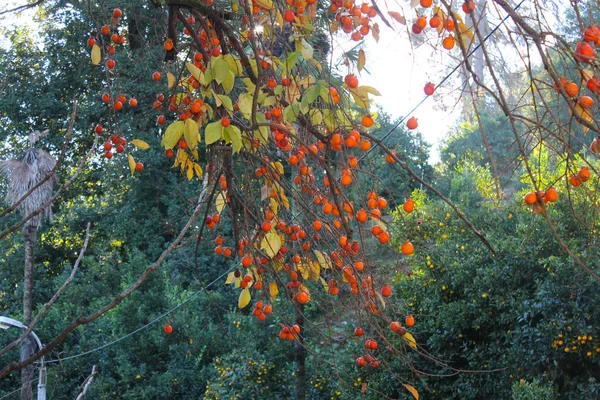 Délicieux Kaki Poussant Sur Arbre Batoumi Géorgie Persimmon Hiver — Photo