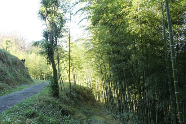 Batumi Georgia Diciembre 2016 Bambú Jardín Botánico Batumi —  Fotos de Stock