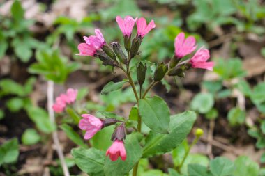 Pulmonaria (akciğer otu) bir seferde menekşenin farklı tonlarında çiçek verir. Ukrayna 'nın bal bitkisi. İlk bahar çiçekleri. Pulmonaria officinalis. Pulmonaria officinalis çiçek açtı