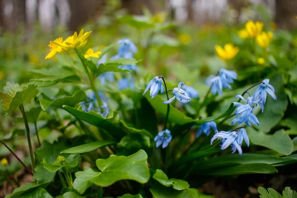 Yellow Blue Flowers Forest — 스톡 사진