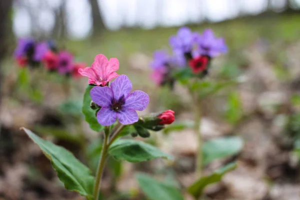 Pulmonaria (akciğer otu) bir seferde menekşenin farklı tonlarında çiçek verir. Ukrayna 'nın bal bitkisi. İlk bahar çiçekleri. Pulmonaria officinalis. Pulmonaria officinalis çiçek açtı