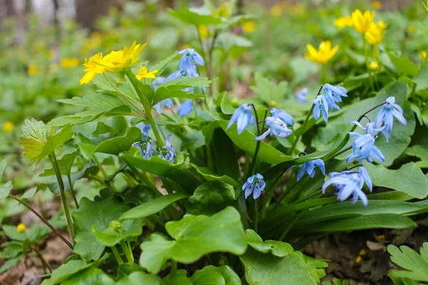 Yellow Blue Flowers Forest — 스톡 사진