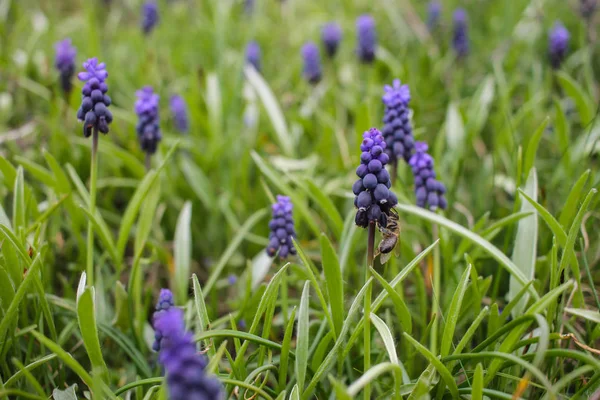 Bahçede Fiolet Muscari Muscari — Stok fotoğraf