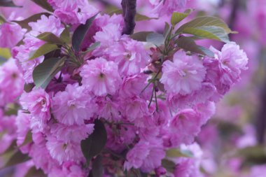 Mor sakura şube Uzhhorod, Ukrayna