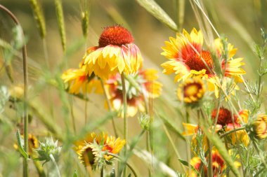Bahçe içinde güzel Gaillardia