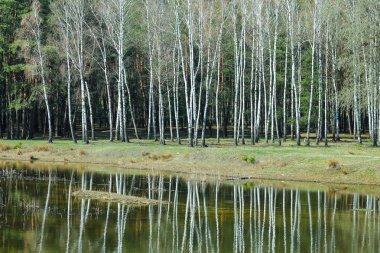 Bahar huş ağacı orman yakın göl