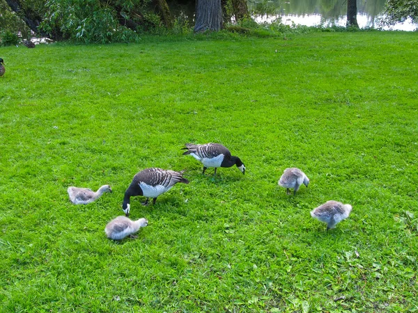 Wildgänse Fressen Der Stadt Lahti Finnland Zwei Gänse Mit Kindern — Stockfoto