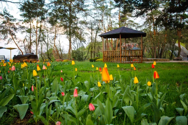 Parkpavillon Und Tulpen — Stockfoto