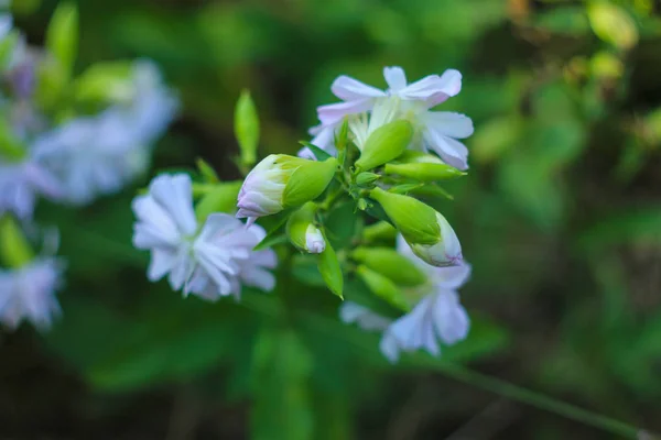 stock image Saponaria officinalis.  Blossom of Saponaria officinalis