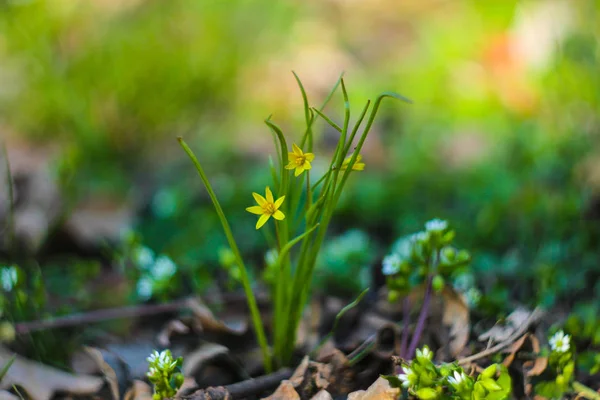 Primeiras Flores Primavera Gagea Minima — Fotografia de Stock