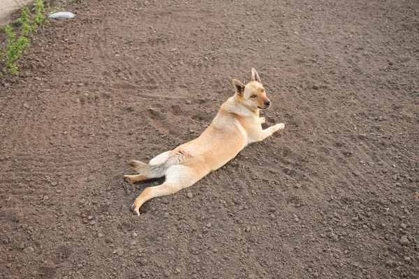 Chien Repose Par Terre Beau Jeune Chien Sur Sol — Photo