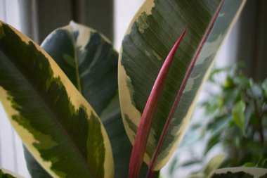 Ficus elastica 'Tineke'kauçuk tesisi