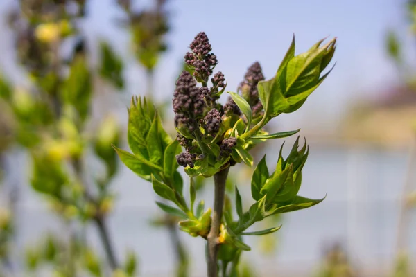 Eerste Bloemen Bladeren Syringa Tak — Stockfoto