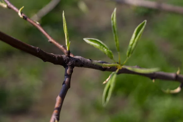 Первые Листья Ветке Яблони — стоковое фото