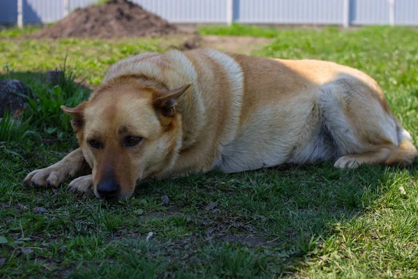 Triste Jeune Chien Chien Dépression — Photo