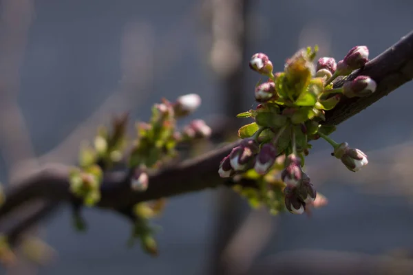 First Buds Leaves Cherry — Stock Photo, Image