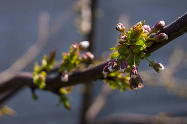 Les Premiers Bourgeons Feuilles Sur Cerise — Photo