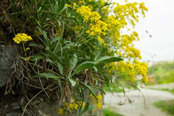 Aurinia Saxatilis Los Nombres Comunes Incluyen Canasta Oro Alyssum Dorado —  Fotos de Stock