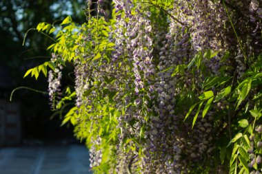 Güneşli bir günde asılmak için salkım.