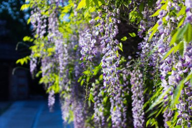 Güneşli bir günde asılmak için salkım.